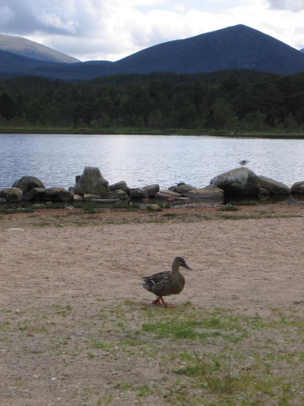 K800_IMG_1651.JPG - Loch Morlich, Cairngorms