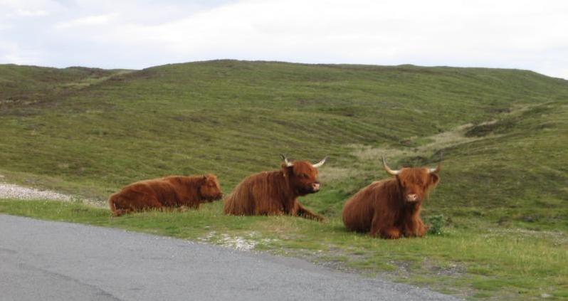 K800_IMG_1869_elgol_cattle.JPG - Ein paar Einwohner von Elgol ...