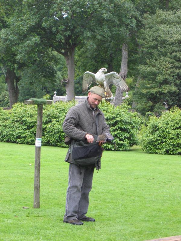 K800_IMG_1953_cheekymonkey.JPG - Falconry Display im Park von Dunrobin Castle mit Andy und Cheeky Monkey