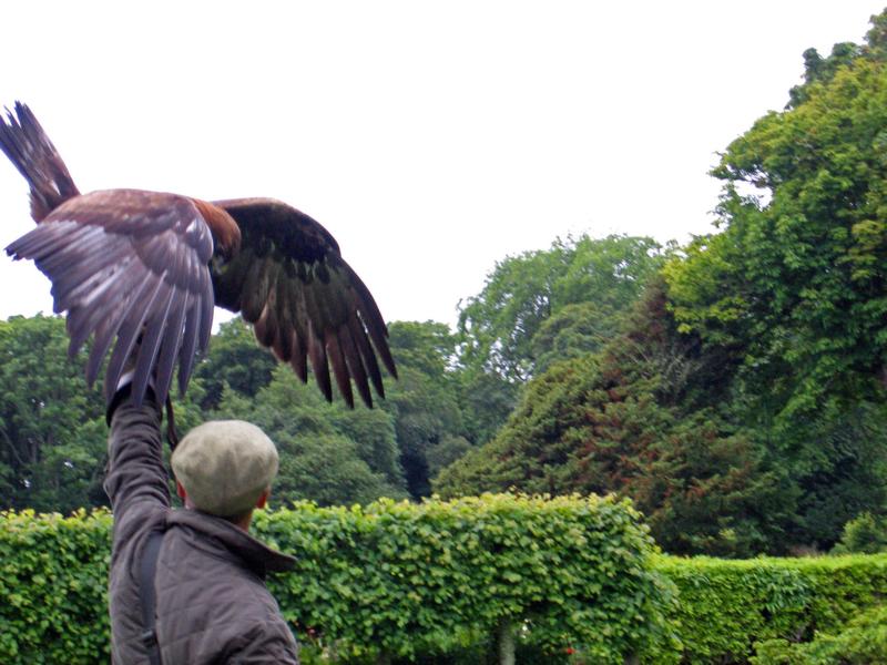 K800_IMG_1968_goldeneagle_edited.JPG - Punktlandung!