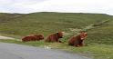 K800_IMG_1869_elgol_cattle