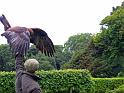 K800_IMG_1968_goldeneagle_edited
