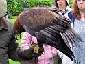 K800_IMG_1976_goldeneagle_edited