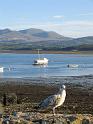51_Beaumaris